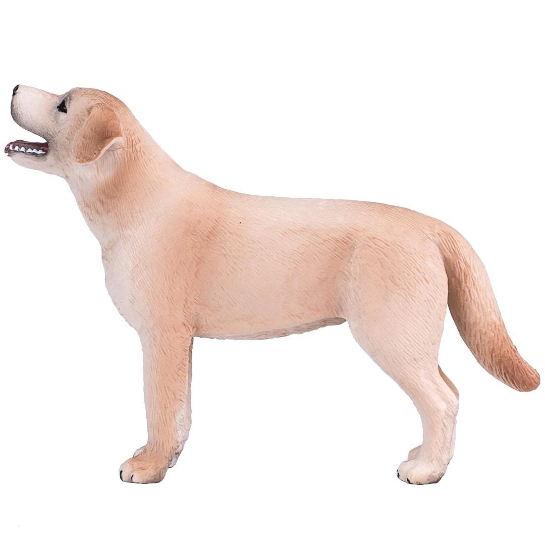 Labrador Dog - Mojo