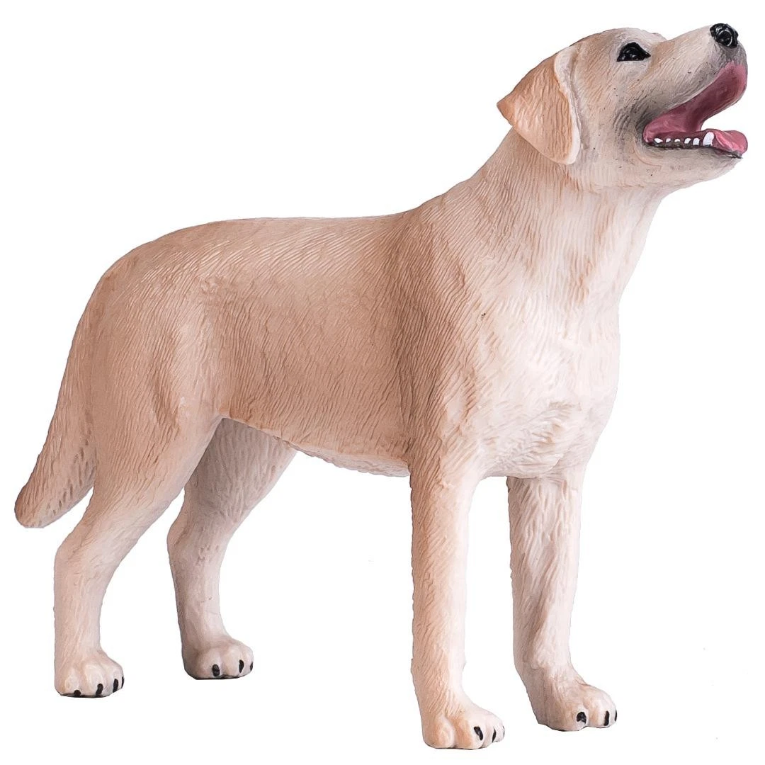 Labrador Dog - Mojo