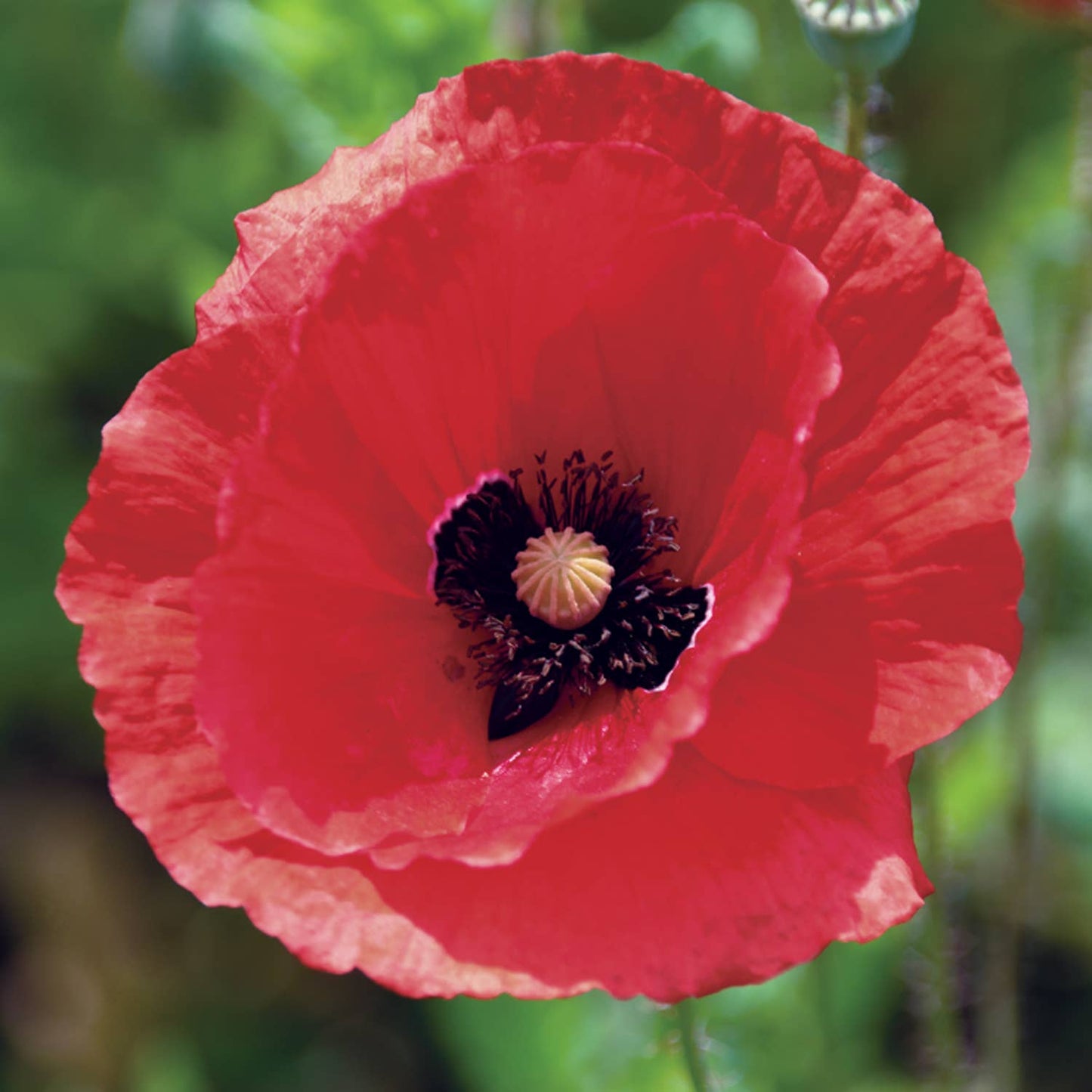 Red Poppy Enamel Pin - August Birth Flower