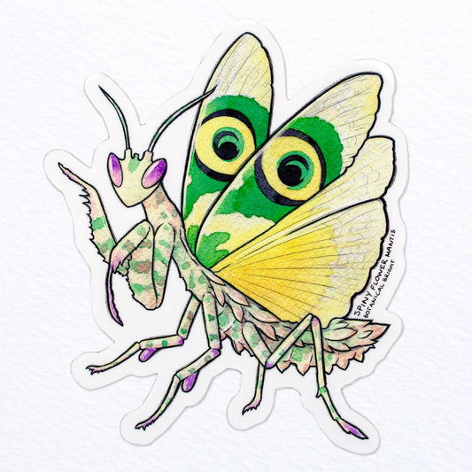 Spiny Flower Praying Mantis Sticker - Waterproof Vinyl