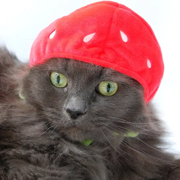 Angry Cat Plush - Grey Tabby - with Strawberry Hat that Fits Real Cats!